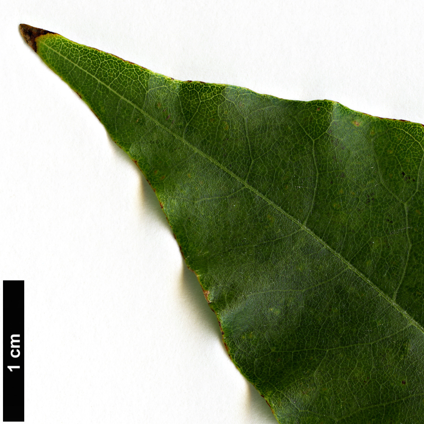 High resolution image: Family: Fabaceae - Genus: Wisteria - Taxon: floribunda - SpeciesSub: f. multijuga